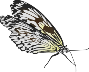 Top View Of A Butterfly Clip Art